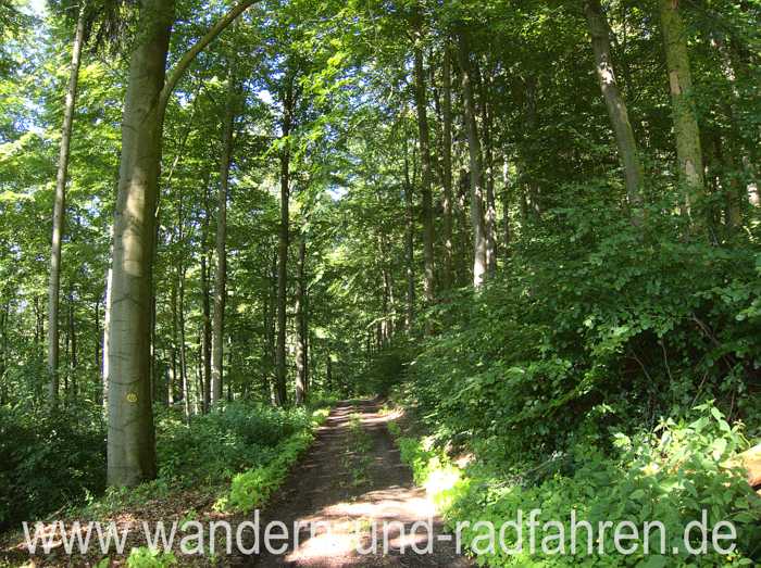 Wald