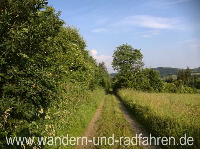 Feldweg an Hecke