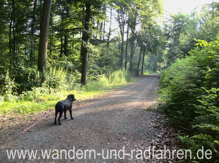 Idefix im Wald