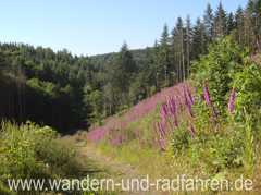 Das rote Glühen des Fingerhuts gibt den Kahlflächen ein etwas freundlicheres Antlitz.