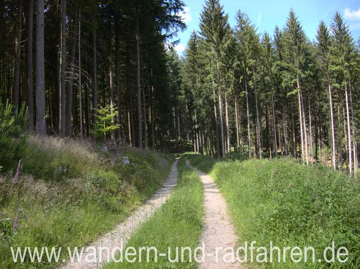 Waldweg