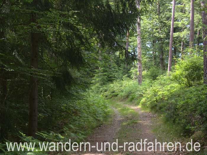 Waldweg