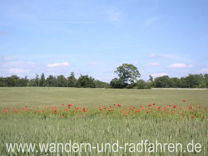 Klatschmohn