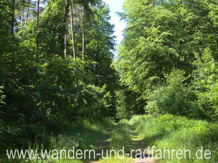 Waldweg