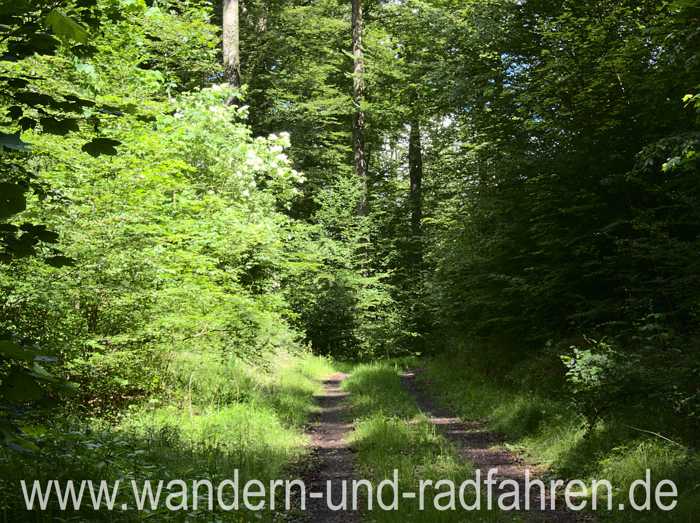 Waldweg