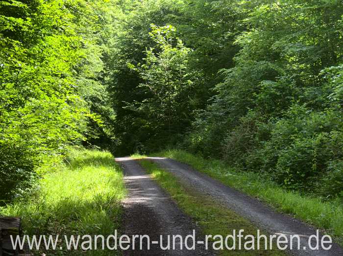 Waldweg