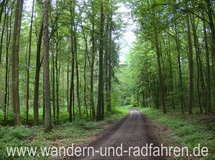 Waldweg