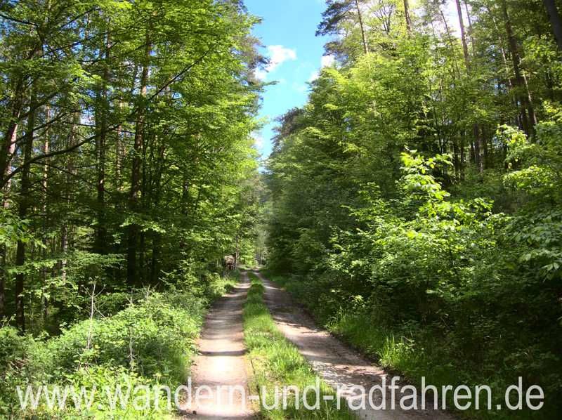 Eingewachsener Waldweg auf der Wildenburg Runde.