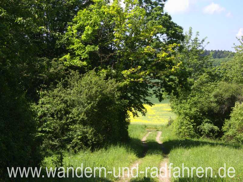 Idyllische Wiesenwege prägen die Wanderung auf dem Herkulespfad über weite Strecken.