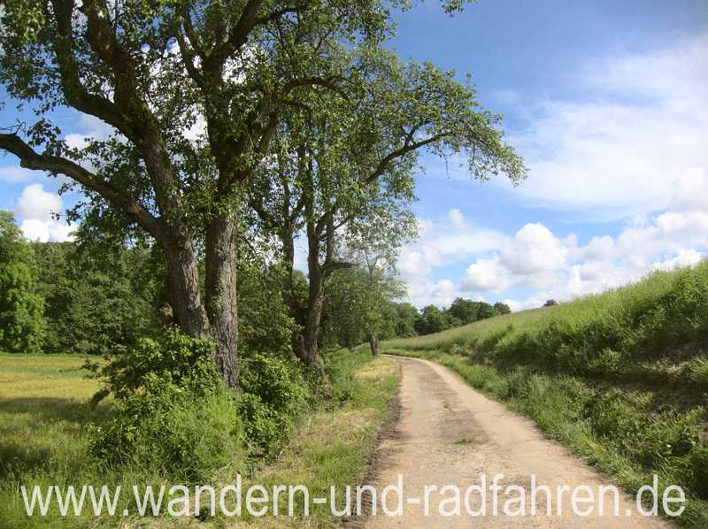 Birnbäume am Wegrand.